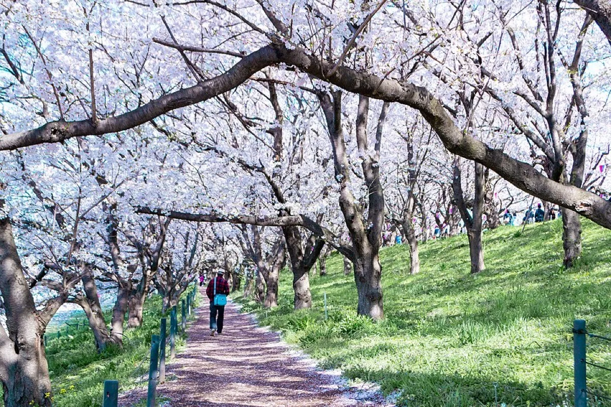 幸手市